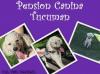 Pension canina tucuman-pensin canina